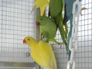 COLLIERS-D-ASIE-JEUNES-2011.1.jpg
