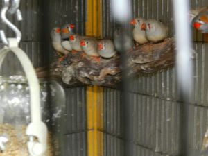 MANDARINS-JEUNES-2011.jpg