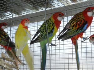 OMNICOLORES-LUTINO-ROUGES-ET-DOS-VERT.jpg
