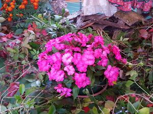 Expo automne 2014 Société Horticole (4)