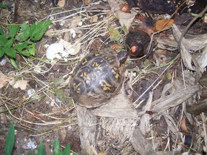 Turtle-2012.JPG