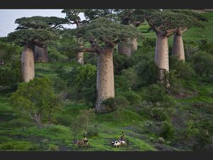 foret-d-ampanonga_620x465-baobabs-GEO.jpg