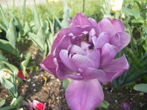 grosse-tulipe-violette.JPG
