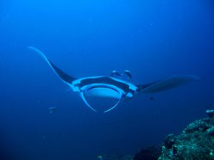 raie_manta_manta_plongee_maldive.jpg