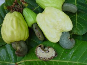 awara--2--copie-1.jpg