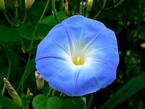 modif_fleur-bleue.jpg