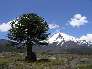 montee-vers-le-parc-conguillio---araucaria-et-llaima-de-pre.jpg