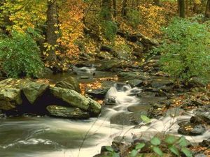 riviere-foret.jpg