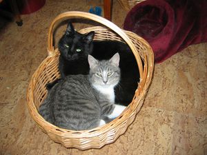adoptes-par-moi-001.JPG