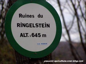 11 Le grand Ringelstein (5)
