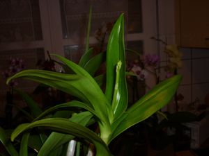 dendrobium-phalaenopsis--hampe-florale-en-bouton.JPG