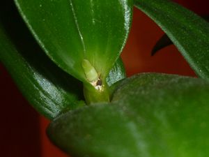 dendrobium-phalaenopsis-bouton-de-hampe-florale-2.JPG