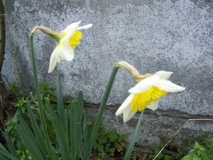 fleurs 27.02.11 b (1)