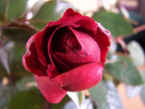rose3 janvier2012