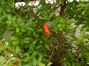 fleurs de Grenandier nain
