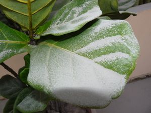 P1020632