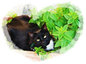 Sal-me-dans-menthe--1--copie-1.jpg