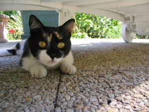chat-voisins-2.jpg