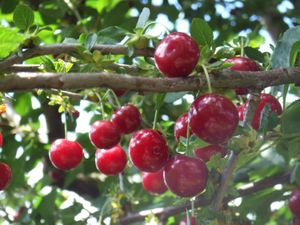cerises.jpg