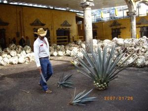 tequila-004.jpg