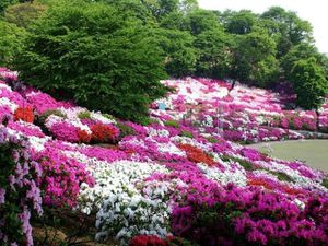 printemps au Japon.020