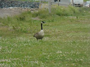 rencontre caraquet