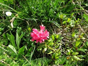 les-fleurs 1985r