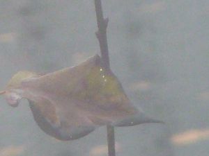 P1010003