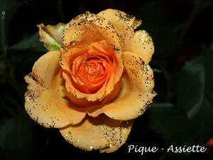 roses02