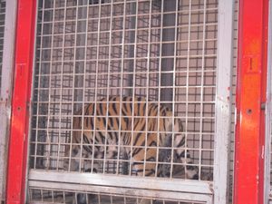 tigre du bengale cirque amar oct 2012 003