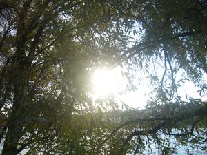 P1020100.jpg