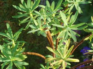 E. dendroides