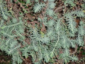 E. pithyusa