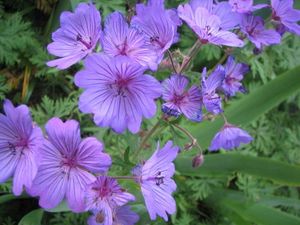 G. malviflorum