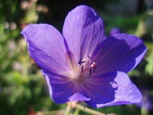 G. pratense 'Cluden Sapphir'