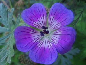 G. 'Sweet Heidy'
