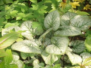 Brunnera macrophylla 'Jack Frost'