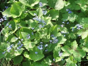 Brunnera-macrophylla.JPG
