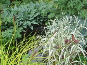 Jardin aquatique