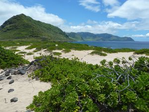 Oahu-Kaena-22 mai 2011-coastal vegetation