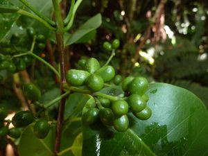 Tahiti-Mont Marau-12 juillet-2011-Melicope fruits verts