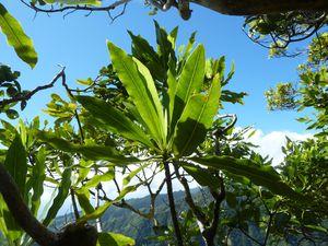 Tahiti-Piton Pirae-14-15 juillet-2011-Meryta sp.