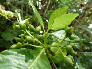 Tahiti-Piton Pirae-14-15 juillet-2011-Psychotria fruits ver