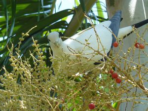 Australie-Darwin-20-24 septembre 2012-Ducula bicolor & frui