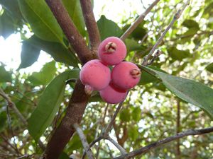 Australie-Darwin-20-24 septembre 2012-Syzygium fibrosum fru