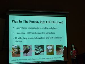 Australie-Darwin-20-24 septembre 2012-pigs