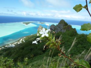 Maupiti-3-6 juillet 2012-Plumbago zeylanica fleur & fruits