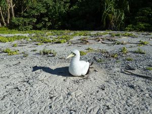 Maria-motu central-5-6 avril 2013-fou masqué nid sur plage