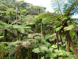 Tahiti-Aorai-27 juin 2013-forêt Cyathea