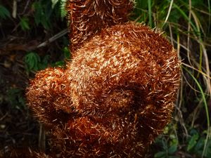 Tahiti-Aorai-30 juillet 2013-Cyathea crosse écailleuse